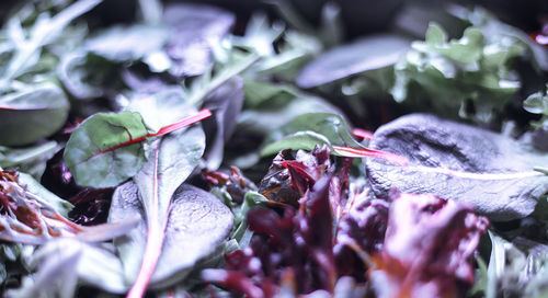 Close-up of fresh leaves on plant