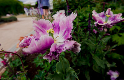 Close-up of pink flowers blooming outdoors