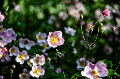 Close-up of pink flowering plant