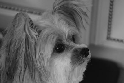 Close-up of a dog looking away at home