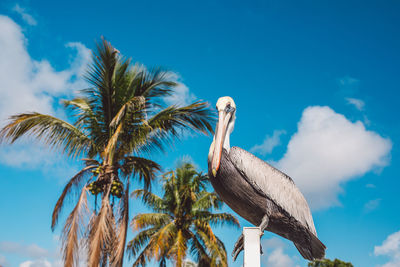 Low angle view of bird perching on tree against sky