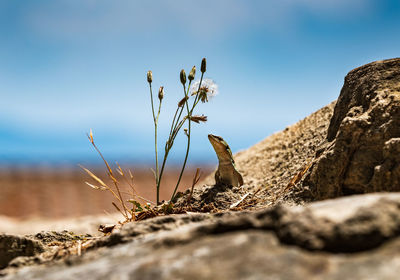 Close-up of lizard on rock