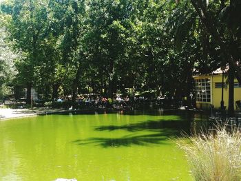 Reflection of trees in water
