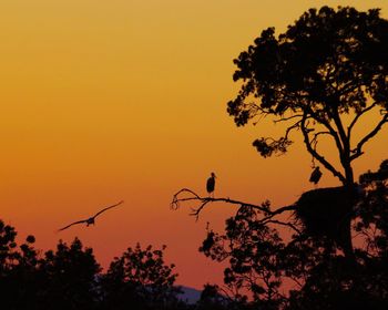 Low angle view of silhouette tree against orange sky