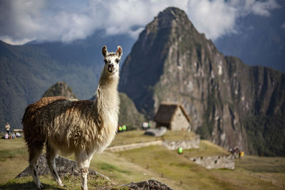 Alpaca on the macchu picchu 