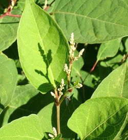 Close-up of insect on leaves