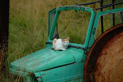 Cat sitting on abandoned land vehicle