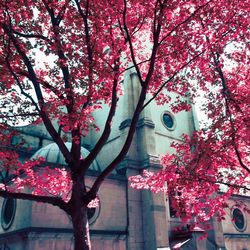 Low angle view of cherry blossom tree