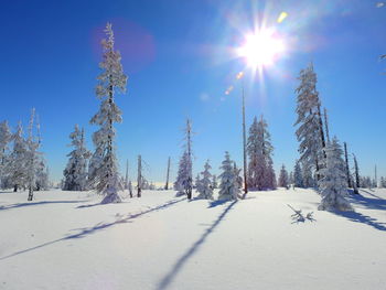 Trees on snow covered land against bright sun