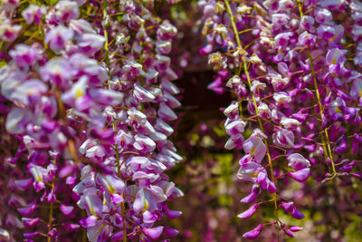 Close-up of purple flowering plants