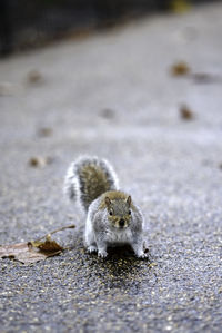 Portrait of squirrel on land