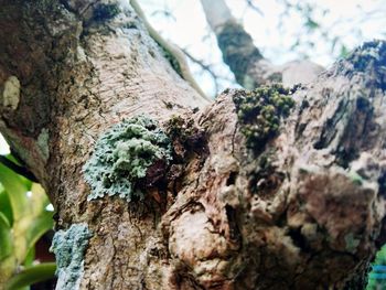 Close-up of moss growing on tree trunk