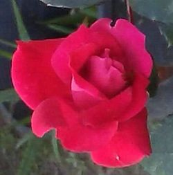 Close-up of pink rose