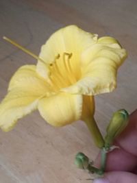 Close-up of cropped hand holding flower