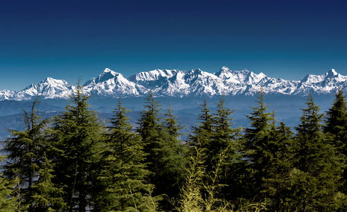 Pine trees on snowcapped mountains against blue sky