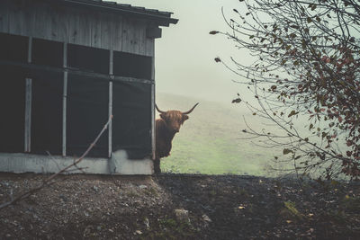 Low angle view of cow on field