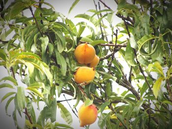 Low angle view of fruits on tree