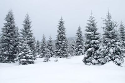 Trees on snow covered landscape