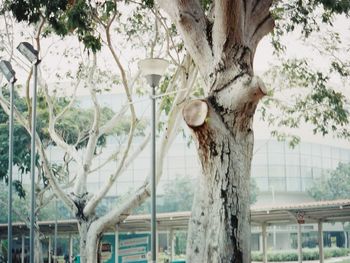 Trees in the forest