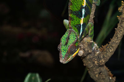 Close-up of a lizard on tree