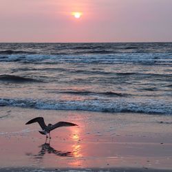 Scenic view of sea during sunset