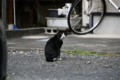 Black cat looking away in city