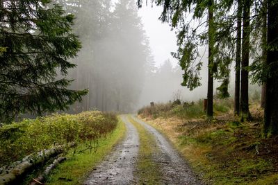 Road amidst trees in forest against sky