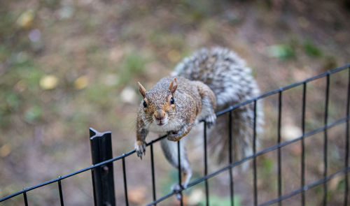 Close-up of squirrel on fence