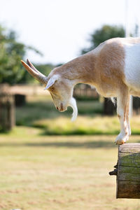 Close-up of cow on field