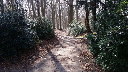 Pathway along trees in forest