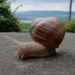 Close-up of snail on footpath