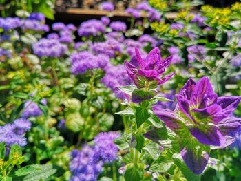 Close-up of purple flowering plants