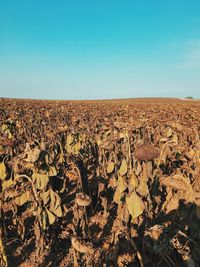 Scenic view of landscape against clear sky