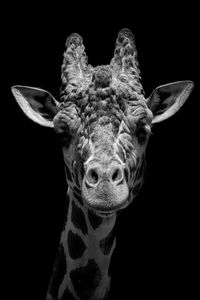 Close-up portrait of giraffe against black background