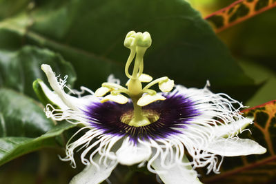 Close-up of purple flowering plant