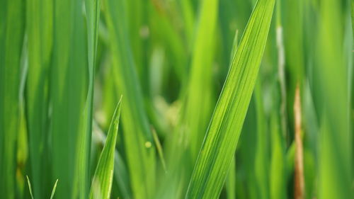 Close-up of fresh green plant