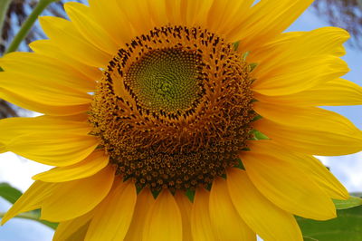 Close-up of fresh sunflower blooming outdoors