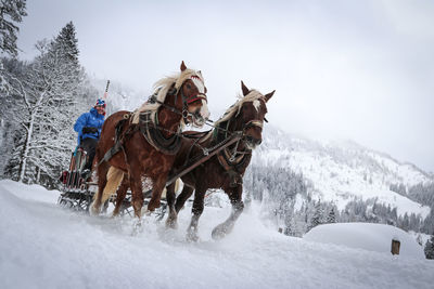 View of people riding horse in snow