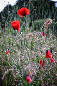 Close-up of red poppy flowers on field