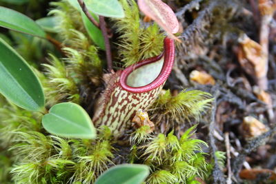 Close-up of cactus
