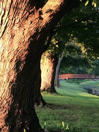 Trees on grass