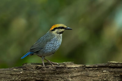 Close-up of bird perching on wood