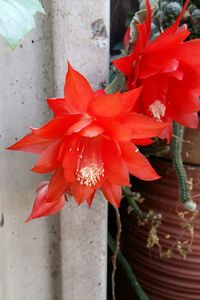 Close-up of red hibiscus flower