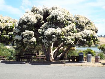 Trees and plants in park against sky