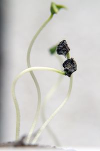 Close-up of insect on plant