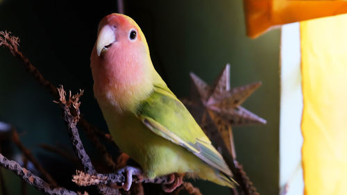 Close-up of bird perching