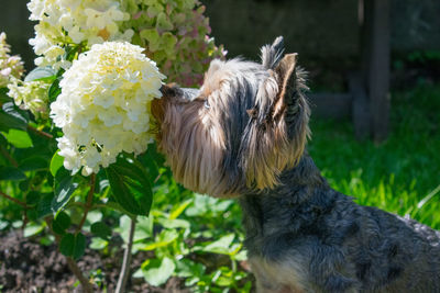 Close-up of dog with flowers