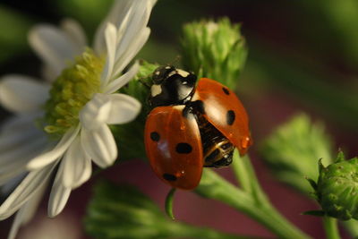 Close-up of ladybug on flower against blurred background