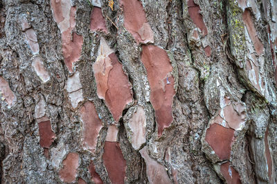 Close-up of lichen on tree trunk