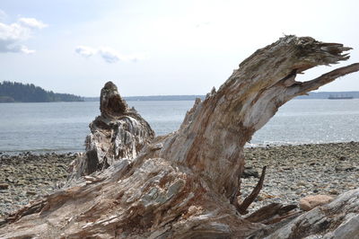 Fallen tree at beach against sky